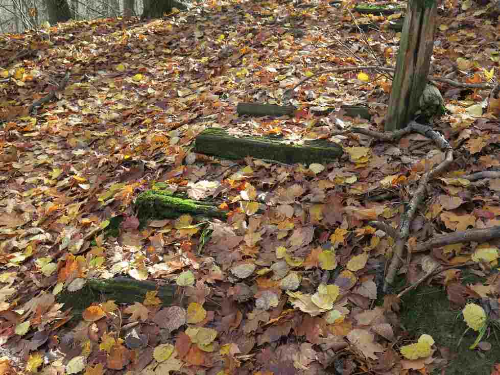 Moss on stairs n the Ravines Natural Area